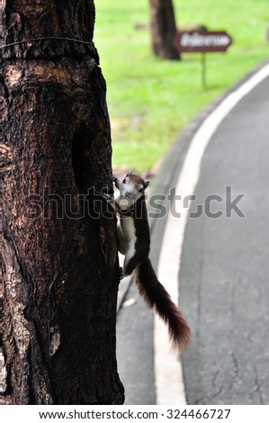 Squirrel on the tree in garden, rain season