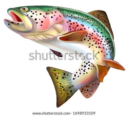 Rainbow Trout Fish Illustration.  Isolated on white background.