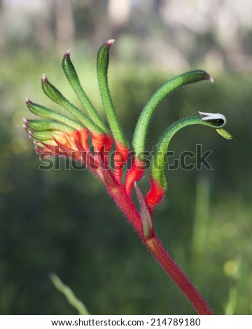 Close up of a red and green kangaroo paw flower