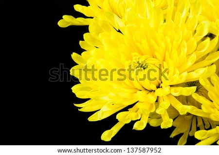 A beautiful Yellow Chrysanthemum isolated on Black