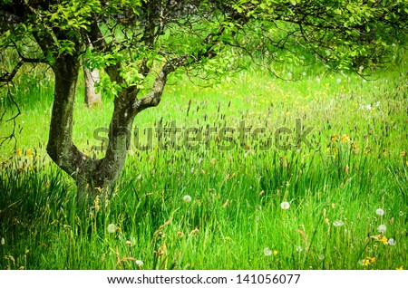 A beautiful meadow with wild flowers in early Summer in England, UK
