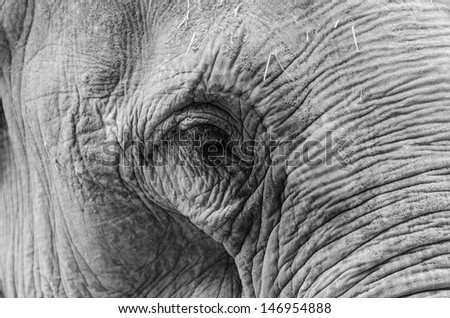 Black and White photo of an Elephants eye