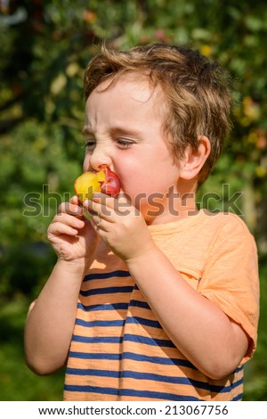 A small child bites into a freshly picked plum on a summers day at a fruit picking farm