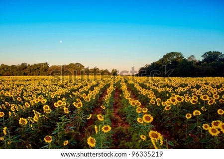 field of sunflowers at dawn, with the moon setting while the sun rises