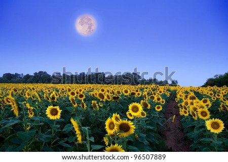 Moon setting over field of sunflowers just before dawn