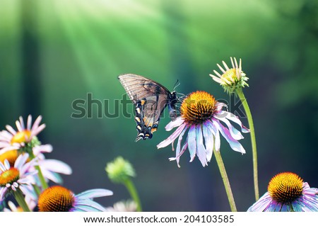 eastern black swallowtail on purple cone flower in summer garden