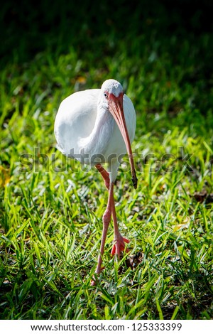 South Florida heron bird walking in the grass