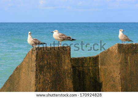 seagulls are sitting on a concrete pier