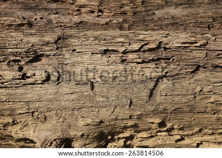 Texture Natural