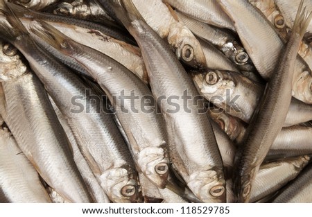 Sprat fish background