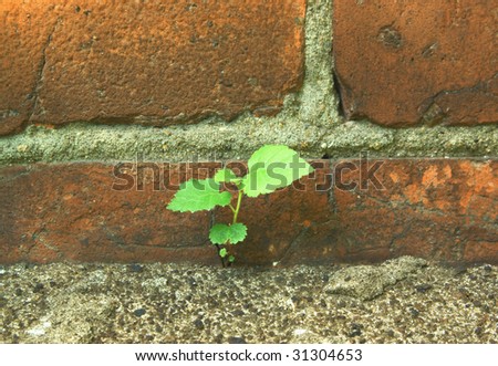 Green sprout, pushing out from stones