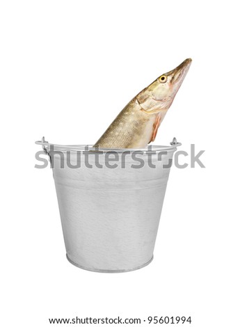 Pike fish in metallic bucket isolated on white background