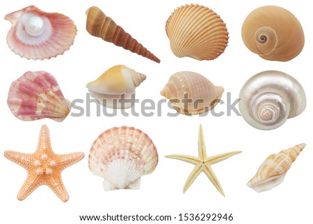 Collection of seashells and starfish  isolated on white background 商業照片 © 