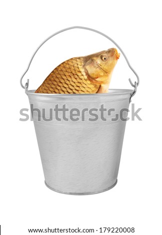 Carp fish in metallic bucket isolated on white background