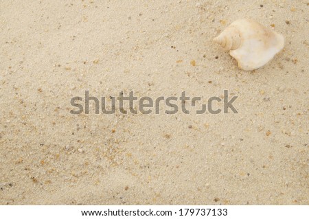 Seashell on sand background with room for text