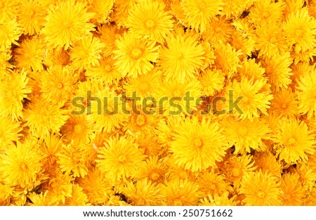 Dandelion background