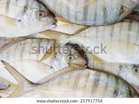 Fresh fish background