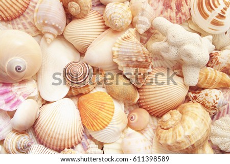 colorful seashells and coral as background sea shells collection sea shells collection