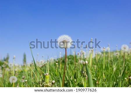 Dandelions meadow on blue sky background