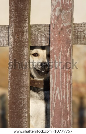 lonely sad dog behind a fence