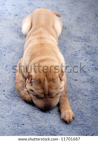 Lonely sharpei dog sleeping in carpet