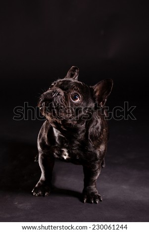 dog puppy french bulldog on a dark background