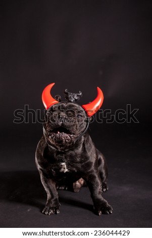 french bulldog wearing devil horn