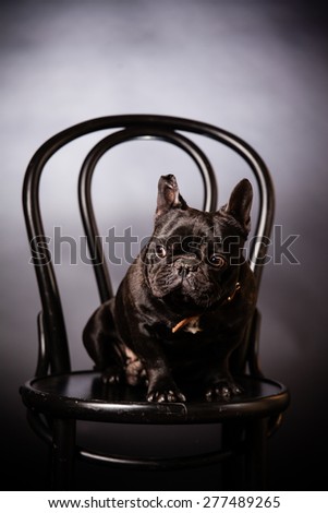 french bulldog on old chair