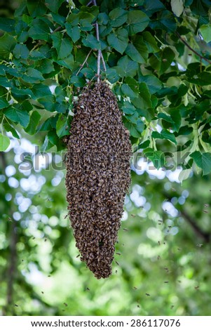 A swarm of bees on a tree