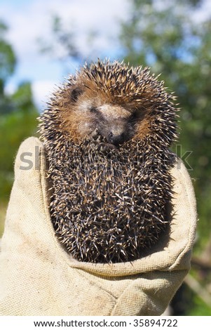 Small frightened hedgehog in a hand in a working mitten
