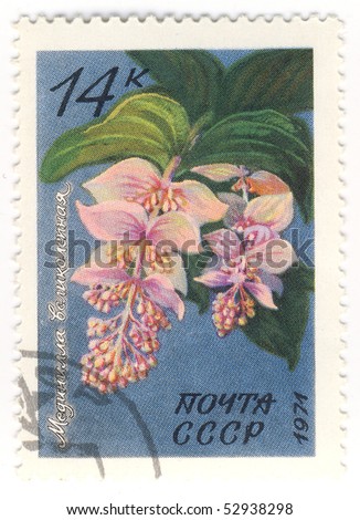 USSR - CIRCA 1971: stamp printed by USSR, shows Glorious Medinilla  flowers, circa 1971.