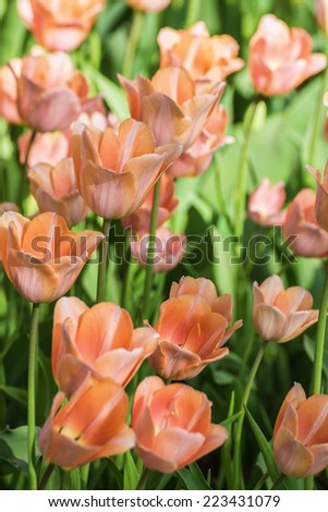 Multi-colored tulips in a park