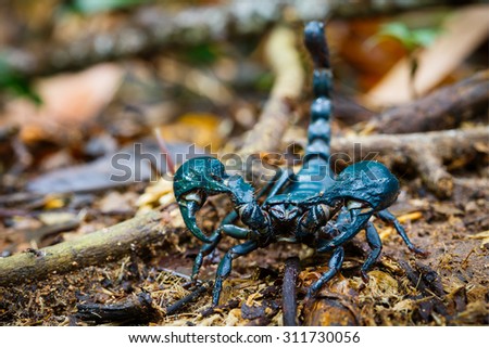 Giant forest scorpion close up