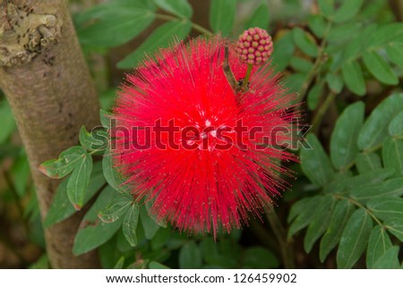 red flower: Pink Powder Puff, also known as Calliandra haematocephala
