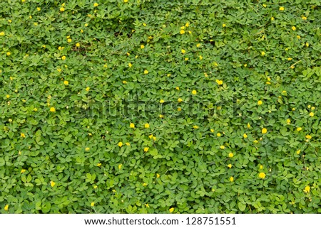 Little plants in  bush and little flower for background