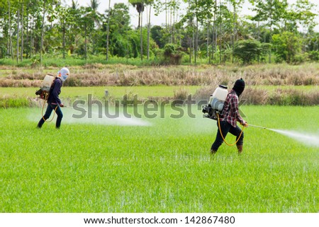 Two people are spraying pesticides in rice field