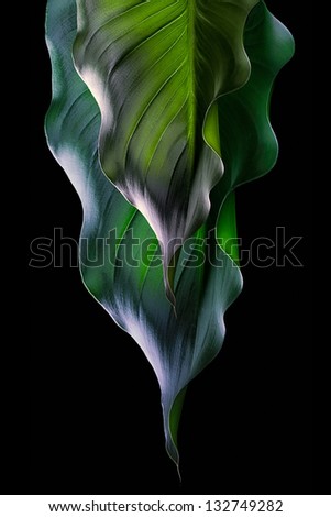 Two green leafs isolated on black background. Green leafs
