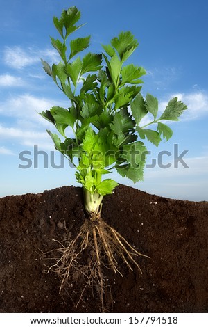 Close up Profile of Fresh Celery Growing with Underground View of Roots and Above Ground View of Green Leafy Top over Sky Panorama. Clean eating concept