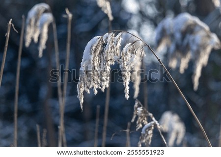 Similar – Image, Stock Photo Flowering grass backlit