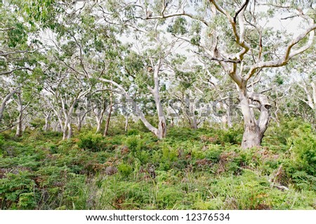 Several koala bears resting in gum trees, digesting their heavy Eucalyptus leaf meal in Great Otway National Park, Australia