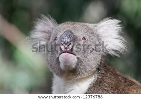 Koala bear, looking curious in Hanson Bay on Kangaroo Island, Australia