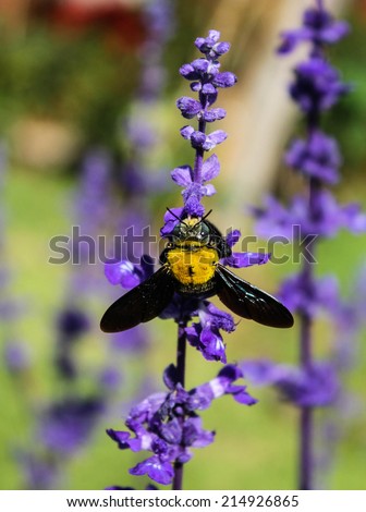 carpenter bee on violet flower