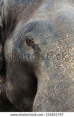 Asian elephant eyes are looking
