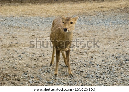 A Fawn in the barren ground