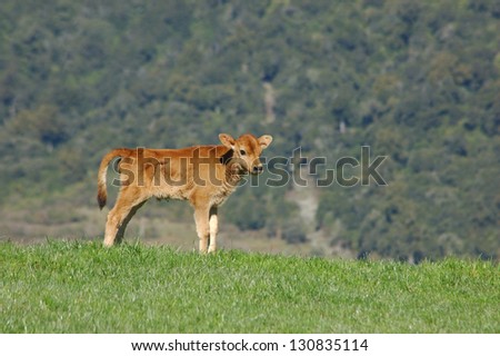 Jersey calf standing on hump West Coast farm, South Island, New Zealand
