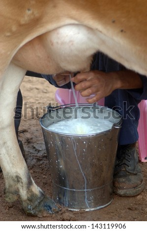 man milking cow by hand, Tamil Nadu, South India
