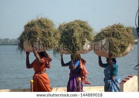 TIRUNELVELI, TAMIL NADU, INDIA, circa 2009: Unidentified women carry loads of grass circa 2009 in Tirunelvelli, Tamil Nadu, India. Much of India\'s economy still relies on traditional labour.