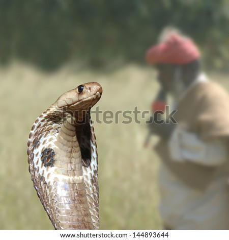 Snake catcher and Indian cobra, Naja naja, Tamil Nadu, South India