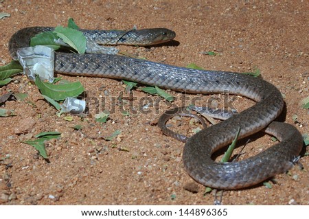 Adult cobra, Naja naja, sheds its skin in Tamil Nadu, South India
