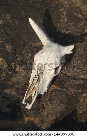 Skull of native cattle beast, Tamil Nadu, India